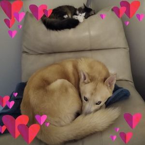 Meet your Posher, Angel